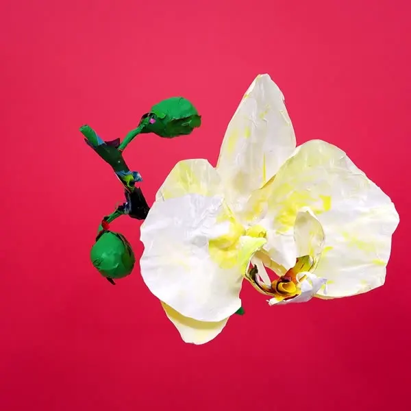 강민석 Minseok Kang, Moth Orchid (2023) — 섬세하게 움직이는 한국 꽃들의 단채널 영상, Single-channel video